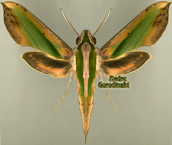 http://www.gorodinski.ru/sphingidae/Rhyncholaba acteus.jpg